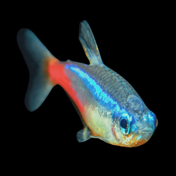 Paracheirodon / innesi diamant Neon Tetra Diamond - Billede 2
