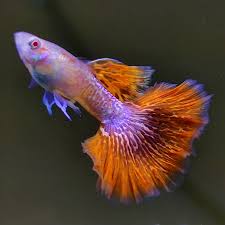 guppy albino red dragon