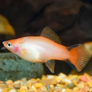 Sværdraver orange comet / Xiphophorus helleri