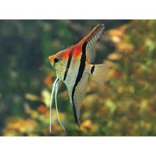 Pterophyllum scalare / manacapuru