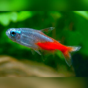 neon tetra diamant