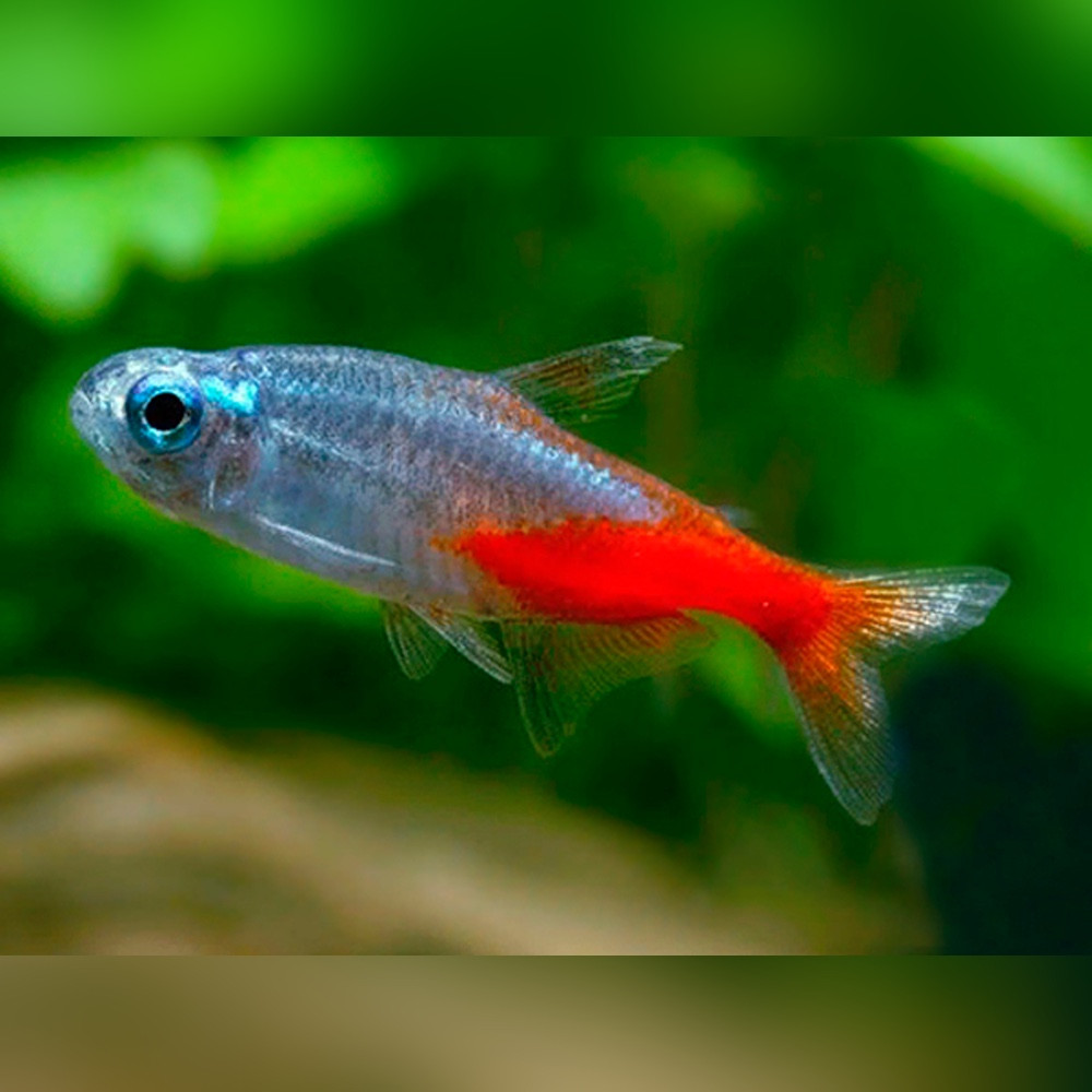 neon tetra diamant