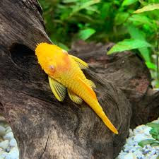 gold ansitrus
