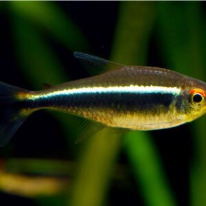 Sort neon tetra – Hyphessobrycon herbertaxelrodi | Smuk stimefisk til akvarie